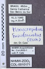 Etiketten zu Zorochros albitactus (NHMW-ZOO-COL-0010171)